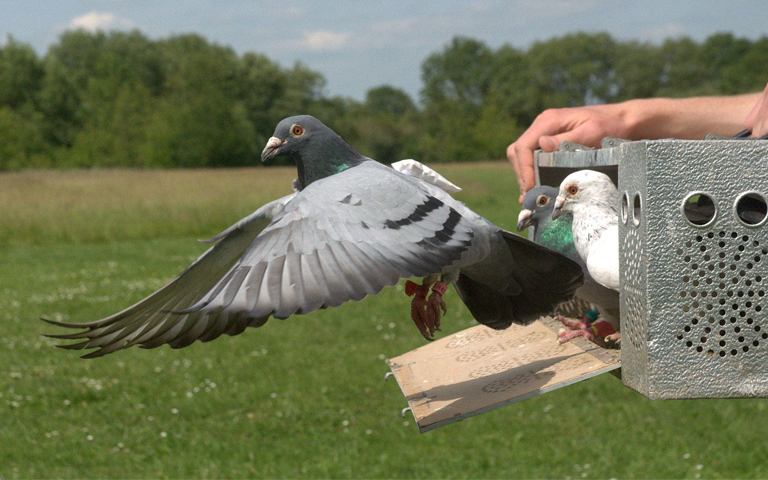 National Carrier Pigeon Network Launched To Compete With NBN — The Betoota  Advocate
