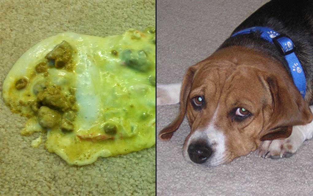 Clean Up Dog Vomit On Carpet Laptrinhx News