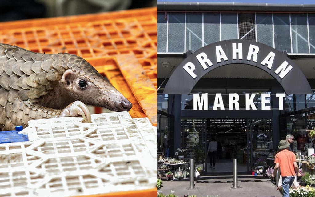 Sale And Consumption Of Pangolins Banned At Melbourne's ...